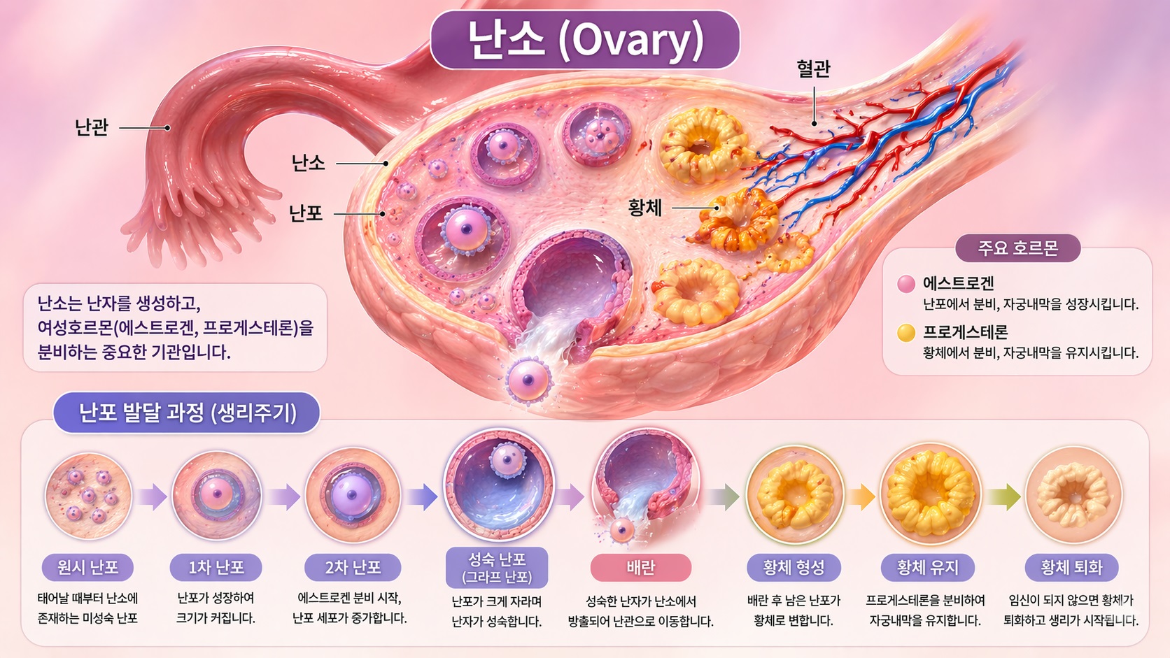 난소의 기능 주기별 호르몬 변화 1