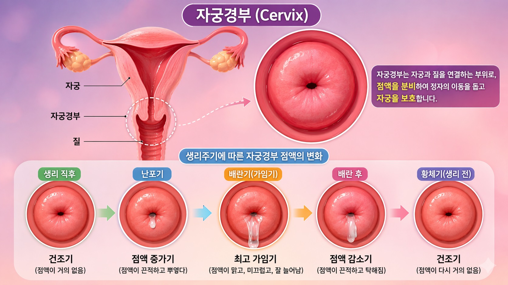 자궁 경부 점액의 변화와 임신과의 상관성 1